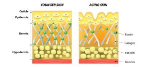 whats important about collagen