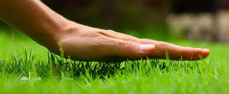 using skin to feel grass