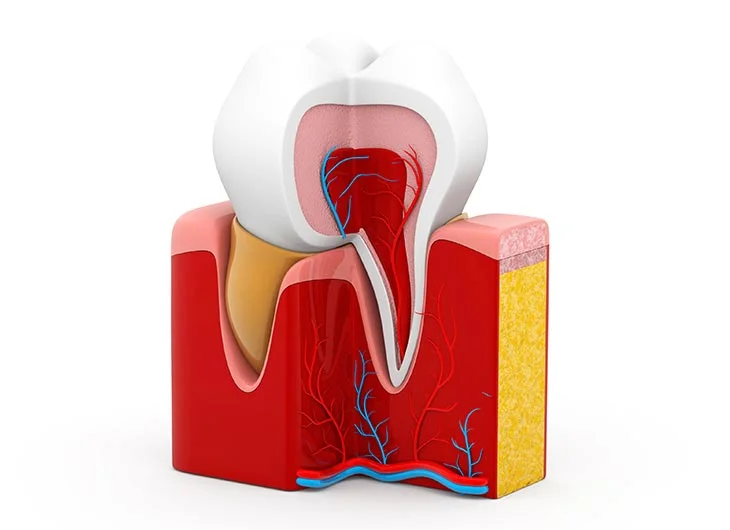 what happens in a root canal treatment feature image
